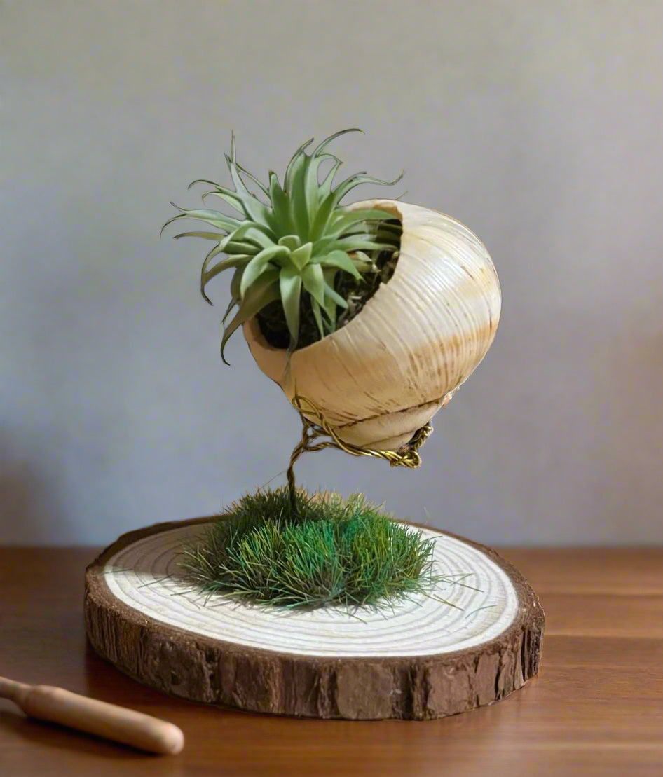 Shell Air Plant Holder