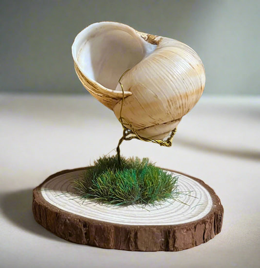 Shell Air Plant Holder